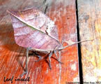 Leaf Insect